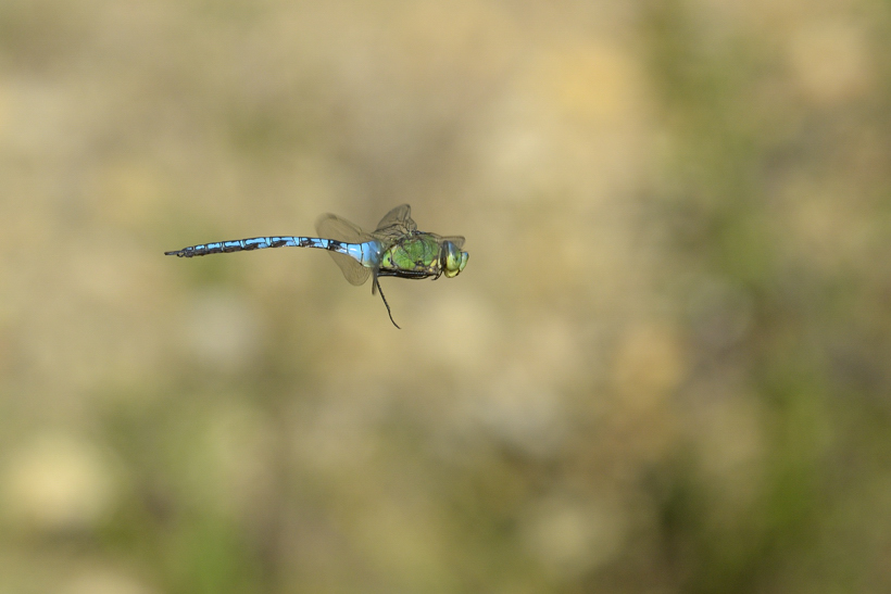 Anax imperator maschio